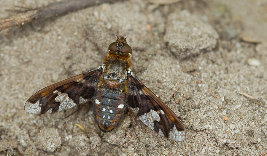 Exoprosopa capucina
