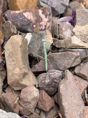 Iris oratoria