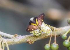 Phaeochlaena lampra