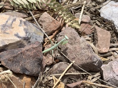 Iris oratoria