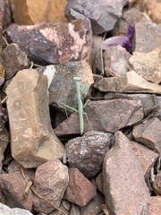 Iris oratoria