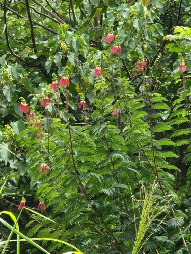 Calliandra houstoniana observed 2024-08-23