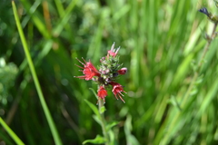 Pontechium maculatum