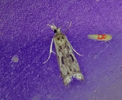 Microcrambus kimballi