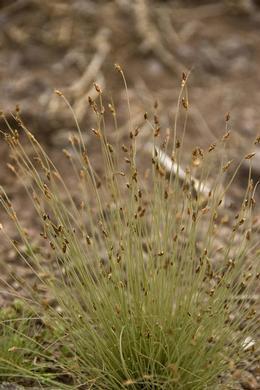 Neglected Tuft Sedge (Bulbostylis neglecta)