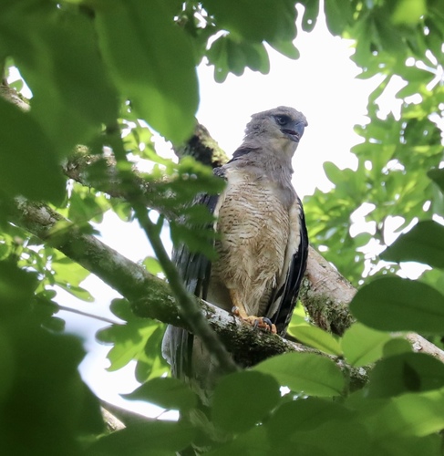 Crested Eagle