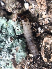 Temnoscheila virescens