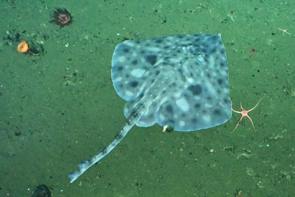 Aleuten-rog (Bathyraja aleutica) — Arhynchobatidae