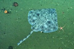 Aleutian Skate photo 2