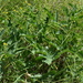 Crambe tataria - Photo (c) bologaalexandru, algunos derechos reservados (CC BY-NC), subido por bologaalexandru