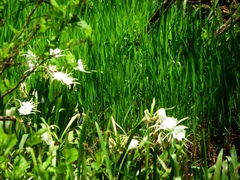 Hymenocallis coronaria