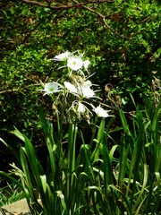 Hymenocallis coronaria