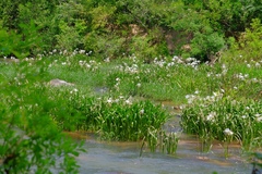 Hymenocallis coronaria