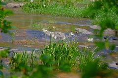 Hymenocallis coronaria