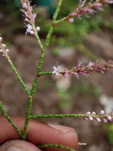 Tamarix indica (Tamarix indica)