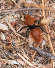 Dasymutilla californica