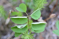 Sanguisorba officinalis