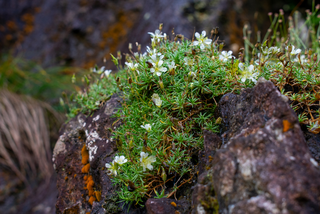 Serpentine Stitchwort