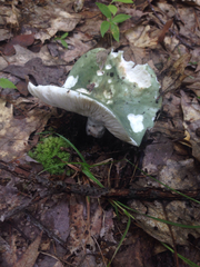 Russula olivacea