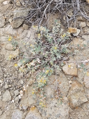 Acmispon argophyllus