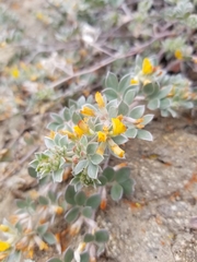 Acmispon argophyllus