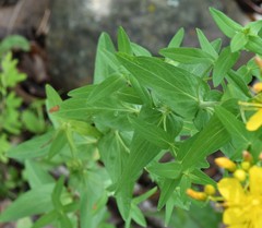 Hypericum pseudomaculatum