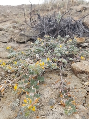 Acmispon argophyllus
