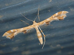 Geina periscelidactylus