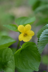 Viola glabella