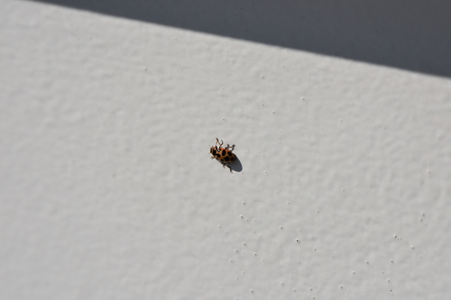 Seaside Lady Beetle photo 3