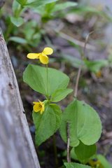 Viola glabella