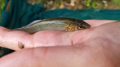 Fundulus catenatus