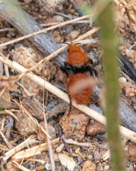 Dasymutilla californica