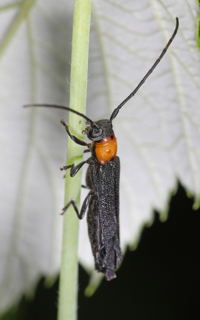 Oberea affinis