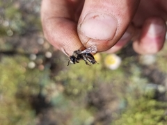 Andrena cerasifolii