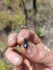 Andrena cerasifolii