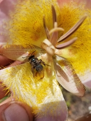 Andrena cerasifolii