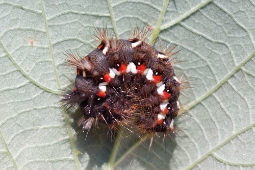Dagger Moths