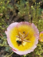 Andrena cerasifolii
