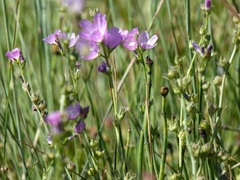 Sidalcea sparsifolia
