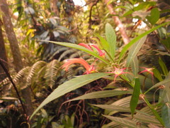 Lobelia persicifolia