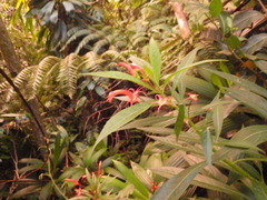 Lobelia persicifolia