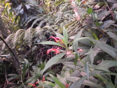 Lobelia persicifolia