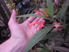 Lobelia persicifolia