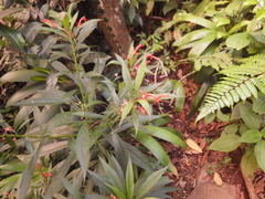 Lobelia persicifolia
