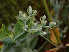 Eriogonum giganteum