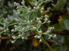 Eriogonum giganteum