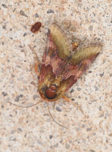 Bina Flower Moth photo 5