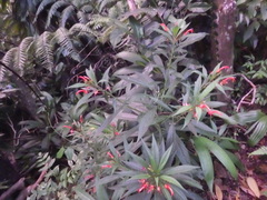Lobelia persicifolia