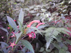 Lobelia persicifolia